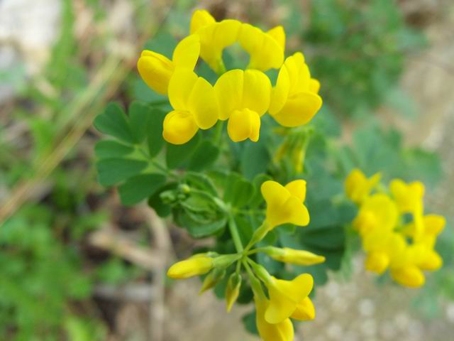 Coronilla valentina